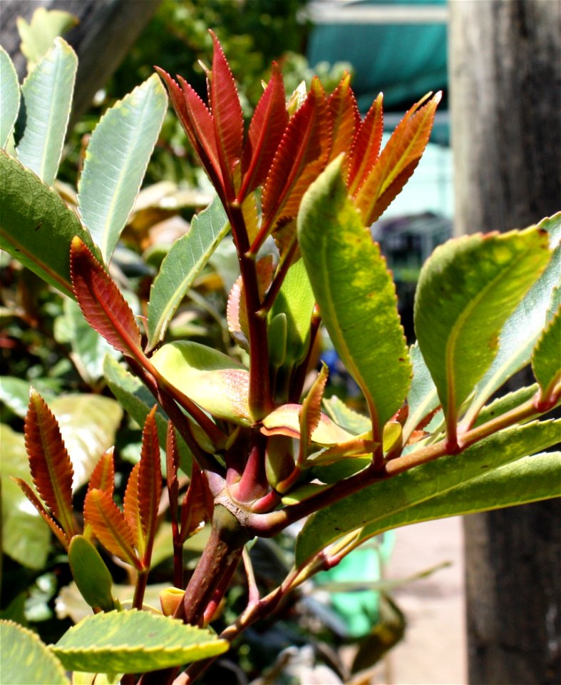 New shoots and foliage of a Red Alder or Butterspoon tree, in Cape Town