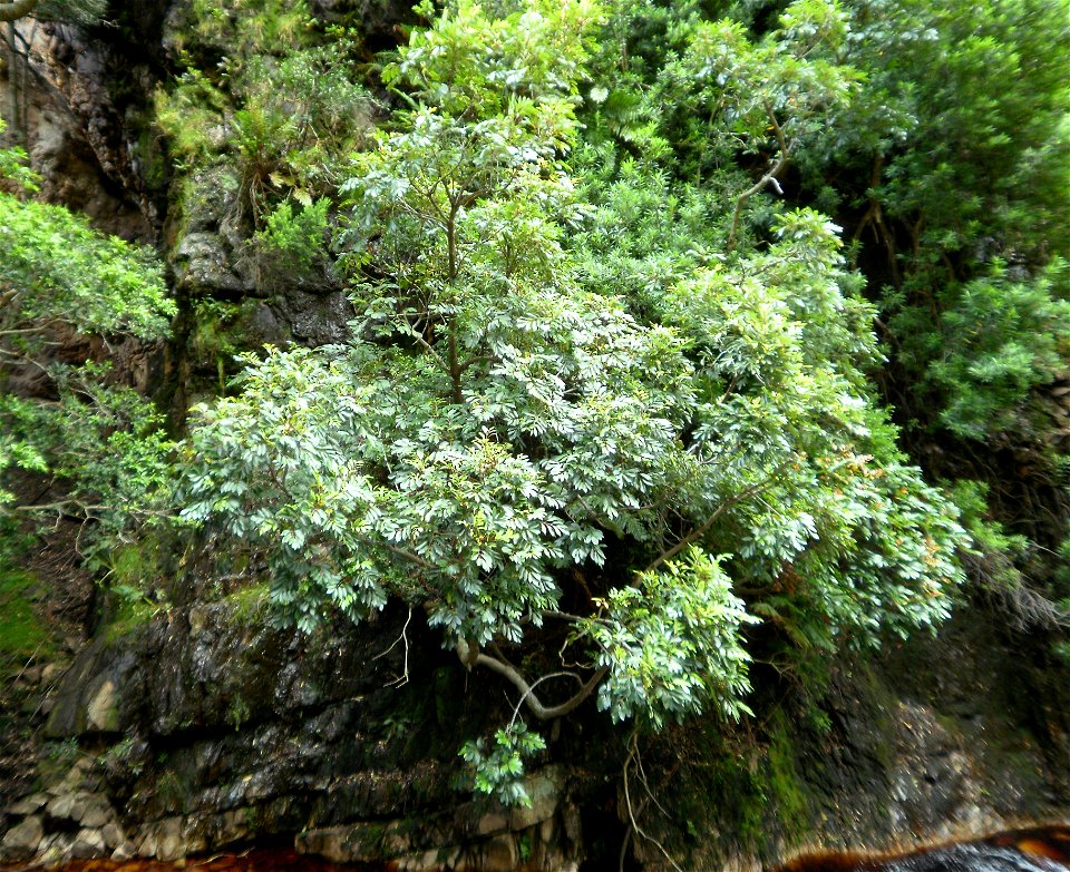 A Red Alder or Butterspoon tree, growing on a vertical valley wall in afro-montane forest, Cape Town, Western Cape, South Africa