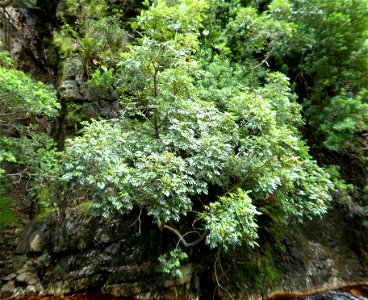 A Red Alder or Butterspoon tree, growing on a vertical valley wall in afro-montane forest, Cape Town, Western Cape, South Africa