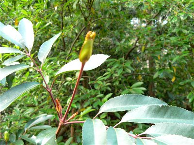 A Red Alder or Butterspoon, the spoon-like shoot opening to reveal new growth, Cape Town, South Africa