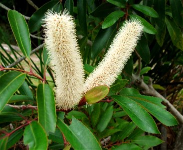 Inflorescences of a Red Alder or Butterspoon tree, in Cape Town, South Africa