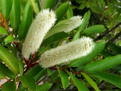 Inflorescences of a Red Alder or Butterspoon tree, in Cape Town, South Africa