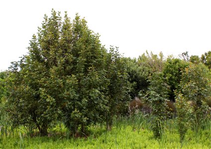 Spinny of Red Alder or Butterspoon trees, in a wetland in Cape Town, South Africa