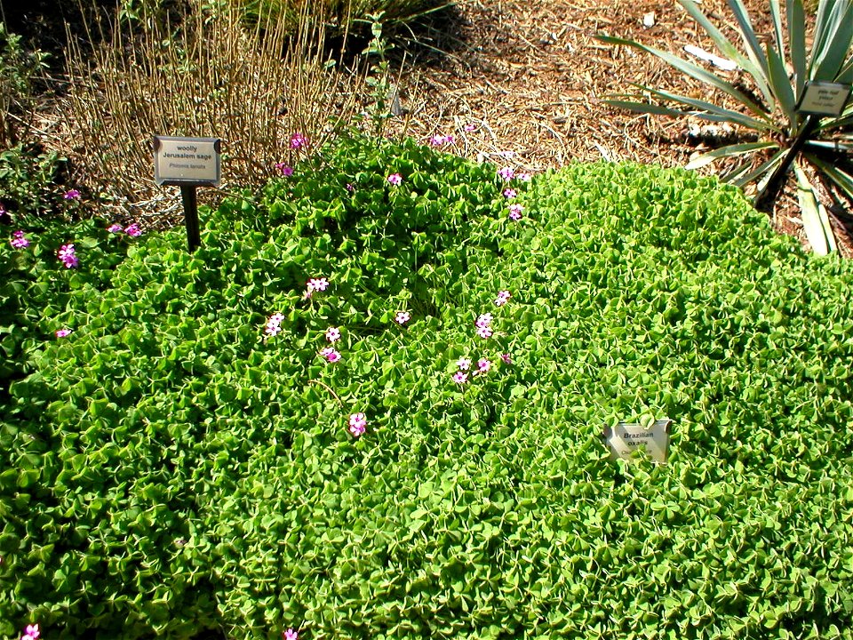 Oxalis rubra at the UC Davis Arboretum, Davis, California, USA