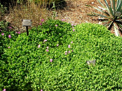 Oxalis rubra at the UC Davis Arboretum, Davis, California, USA
