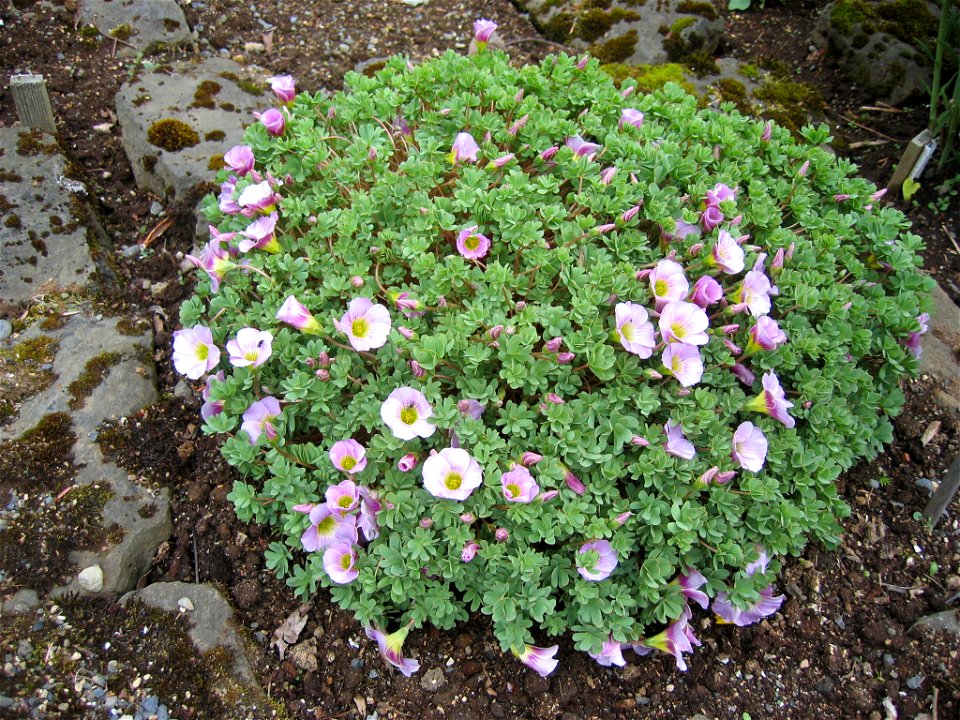 Oxalis enneaphylla

Photo by Salvor taken in the botanical garden in Reykjavik.