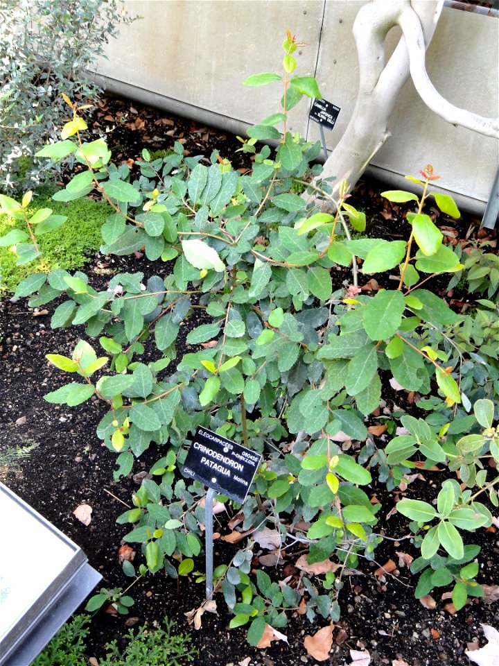 Crinodendron patagua specimen in the Jardin Botanique de Lyon, Parc de la Tête d'Or, Lyon, France.
