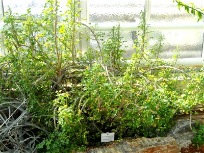 Oxalis gigantea specimen in the Botanischer Garten München-Nymphenburg, Munich, Germany.