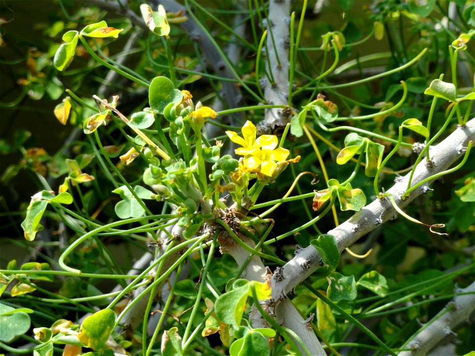 Oxalis gigantea specimen in the Botanischer Garten München-Nymphenburg, Munich, Germany.