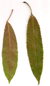 Elaeocarpus kirtonii, leaves