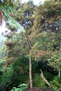 or Tawhero, (Weinmannia silvicola), (Cunoniaceae), a tree of the north of the North Island of New Zealand. Trees growing on the forest margin at Opua, Bay of Islands.