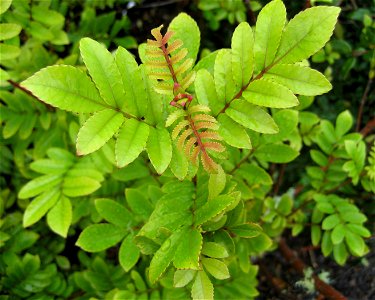 juvenile foliage of  or Tawhero, (Weinmannia silvicola), (Cunoniaceae), a tree of the north of the North Island of New Zealand.