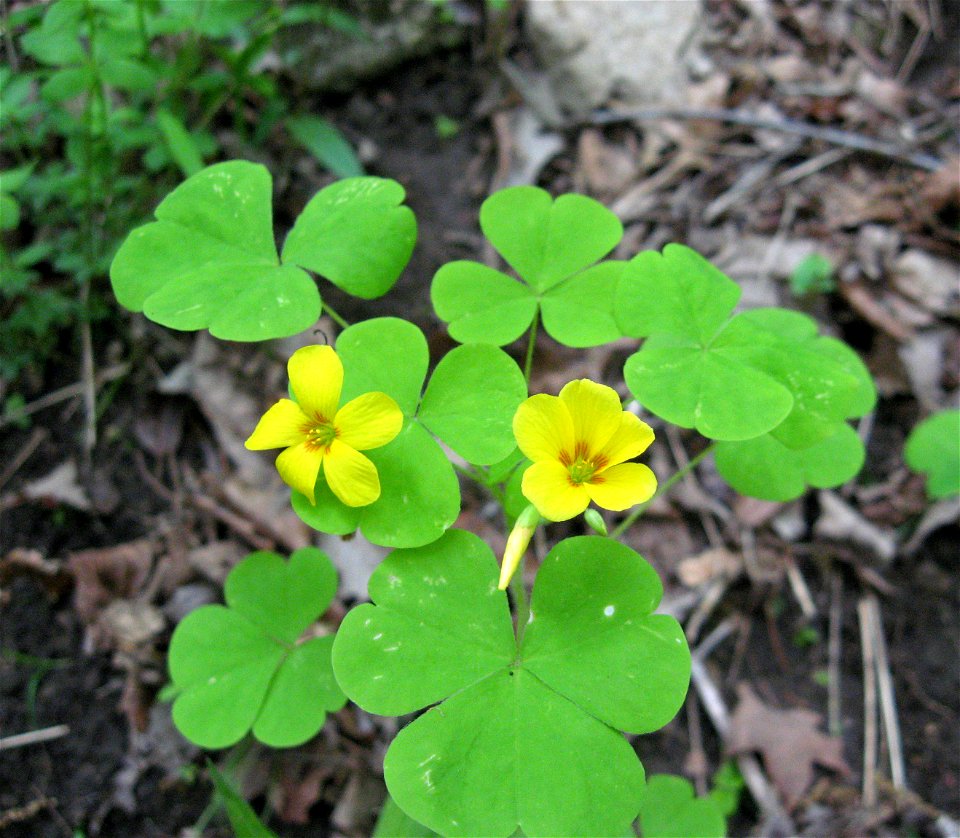 Oxalis illinoensis. Limestone bluffs of the Cumberland River at Lock B, Montgomery County, Tennessee.