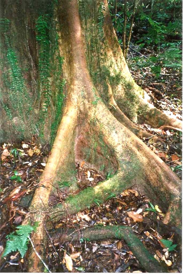 Geissois benthamiana; buttress roots at Wilson River Primative Reserve, west of Port Macquarie, NSW, Australia