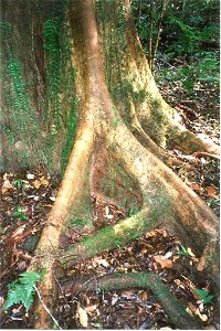 Geissois benthamiana; buttress roots at Wilson River Primative Reserve, west of Port Macquarie, NSW, Australia photo