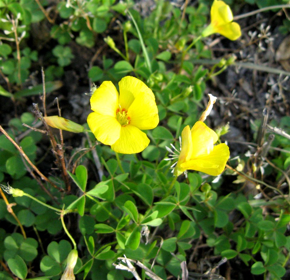 Oxalis priceae by a cedar glade in Rutherford County, Tennessee