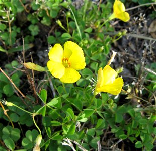 Oxalis priceae by a cedar glade in Rutherford County, Tennessee