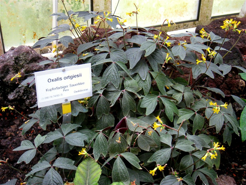 Oxalis ortgiesii specimen in the Botanischer Garten, Berlin-Dahlem (Berlin Botanical Garden), Berlin, Germany.