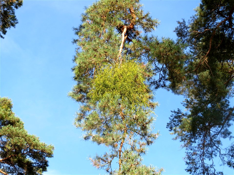 Mistel (Viscum album) auf dem Feldherrenhügel (Naturschutzgebiet „Oftersheimer Dünen“)