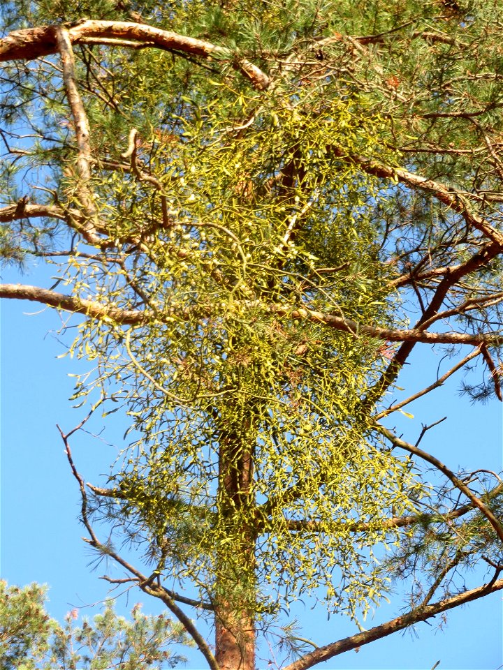 Weißbeerige Mistel (Viscum album) im Naturschutzgebiet Zugmantel-Bandholz