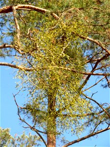 Weißbeerige Mistel (Viscum album) im Naturschutzgebiet Zugmantel-Bandholz