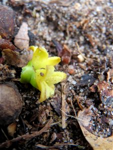 Herabgefallene Blüten der Weißbeerigen Mistel (Viscum album) in der Schwetzinger Hardt - im März und April ist der Waldboden übersät davon