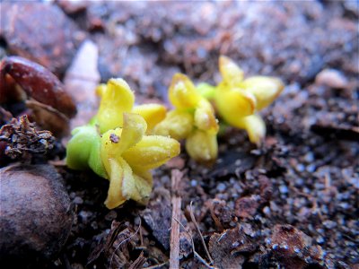 Herabgefallene Blüten der Weißbeerigen Mistel (Viscum album) in der Schwetzinger Hardt - im März und April ist der Waldboden übersät davon