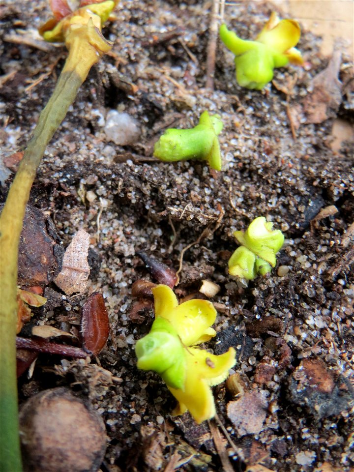 Herabgefallene Blüten der Weißbeerigen Mistel (Viscum album) in der Schwetzinger Hardt - im März und April ist der Waldboden übersät davon