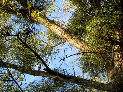 Weißbeerige Mistel (Viscum album) im Landschaftsschutzgebiet „Drahtzugweiher und das Habsterwiesental“ in Alt-Saarbrücken