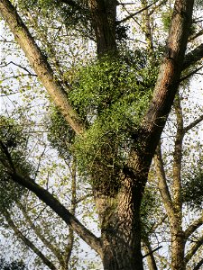Weißbeerige Mistel (Viscum album) im Landschaftsschutzgebiet „Drahtzugweiher und das Habsterwiesental“ in Alt-Saarbrücken