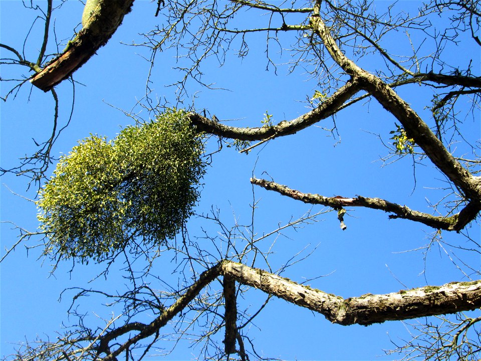 Weißbeerige Mistel (Viscum album) an einem Apfelbaum auf der Streuobstwiese im Naturschutzgebiet „Reißinsel“ im Waldpark Mannheim