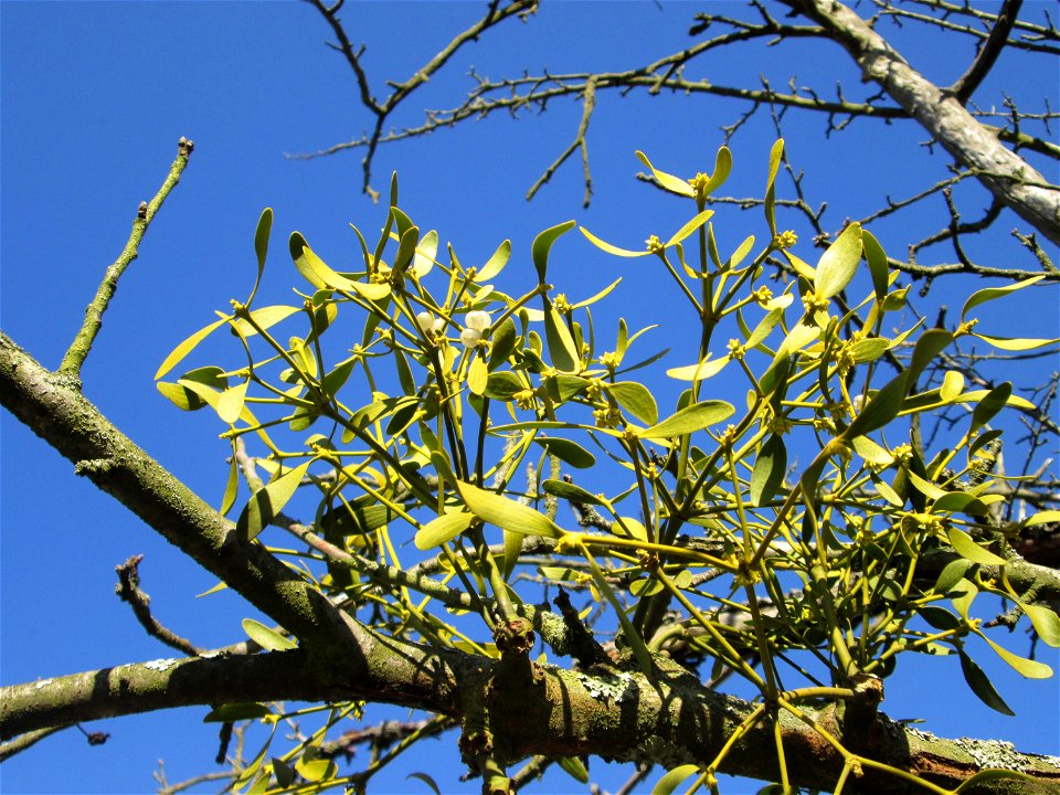 Weißbeerige Mistel (Viscum album) an einem Apfelbaum auf der Streuobstwiese im Naturschutzgebiet „Reißinsel“ im Waldpark Mannheim