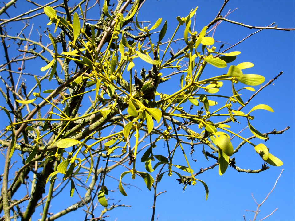 Weißbeerige Mistel (Viscum album) an einem Apfelbaum auf der Streuobstwiese im Naturschutzgebiet „Reißinsel“ im Waldpark Mannheim