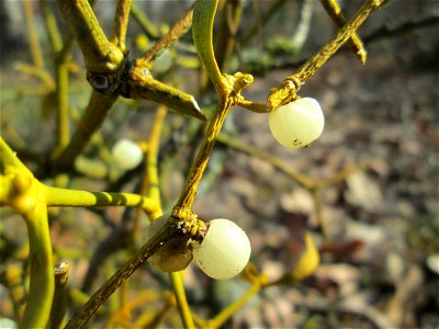 Weißbeerige Mistel (Viscum album) auf dem Feldherrenhügel im Naturschutzgebiet „Oftersheimer Dünen“