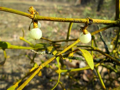 Weißbeerige Mistel (Viscum album) auf dem Feldherrenhügel im Naturschutzgebiet „Oftersheimer Dünen“