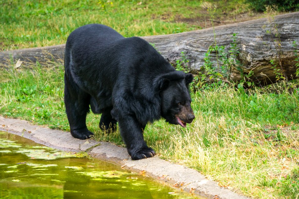 Wild animal nature animal world