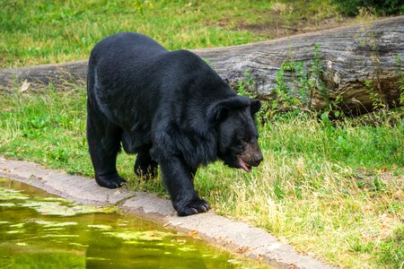 Wild animal nature animal world