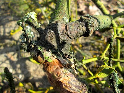Weißbeerige Mistel (Viscum album) auf dem Feldherrenhügel im Naturschutzgebiet „Oftersheimer Dünen“