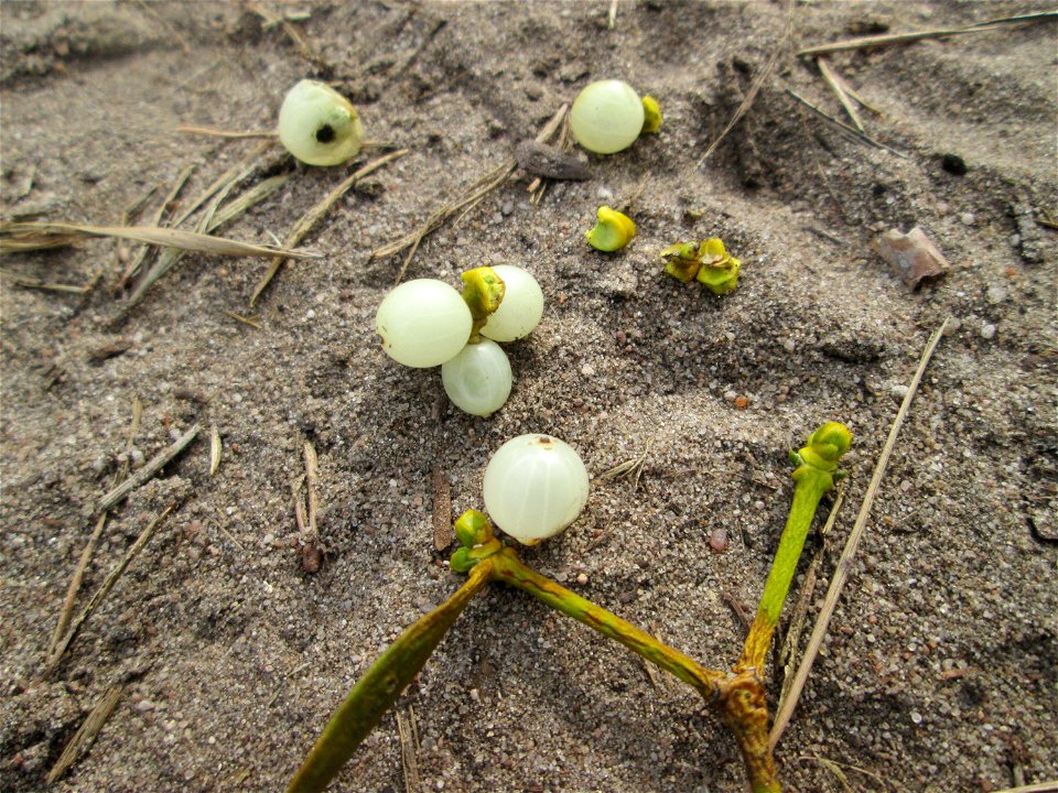 Herabgefallene Früchte der Weißbeerige Mistel (Viscum album) auf dem Feldherrenhügel im Naturschutzgebiet „Oftersheimer Dünen“