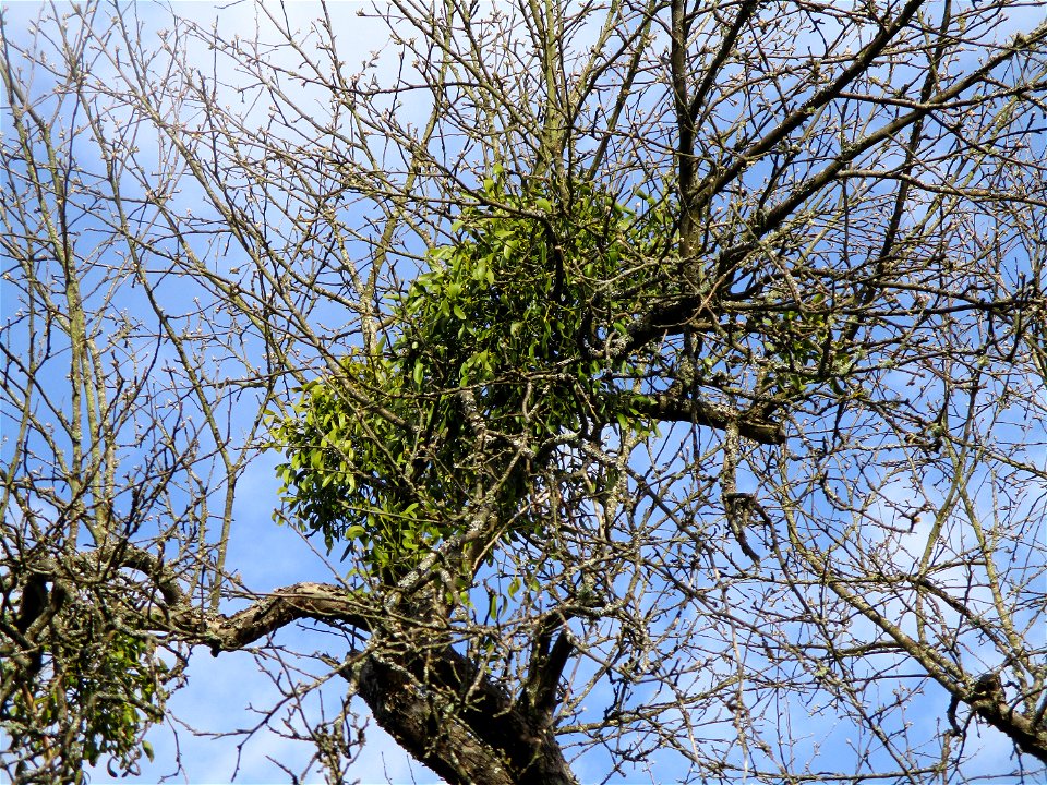 Mistel (Viscum album) an einem Apfelbaum im Naturschutzgebiet „Birzberg, Honigsack/Kappelberghang“