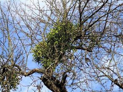 Mistel (Viscum album) an einem Apfelbaum im Naturschutzgebiet „Birzberg, Honigsack/Kappelberghang“