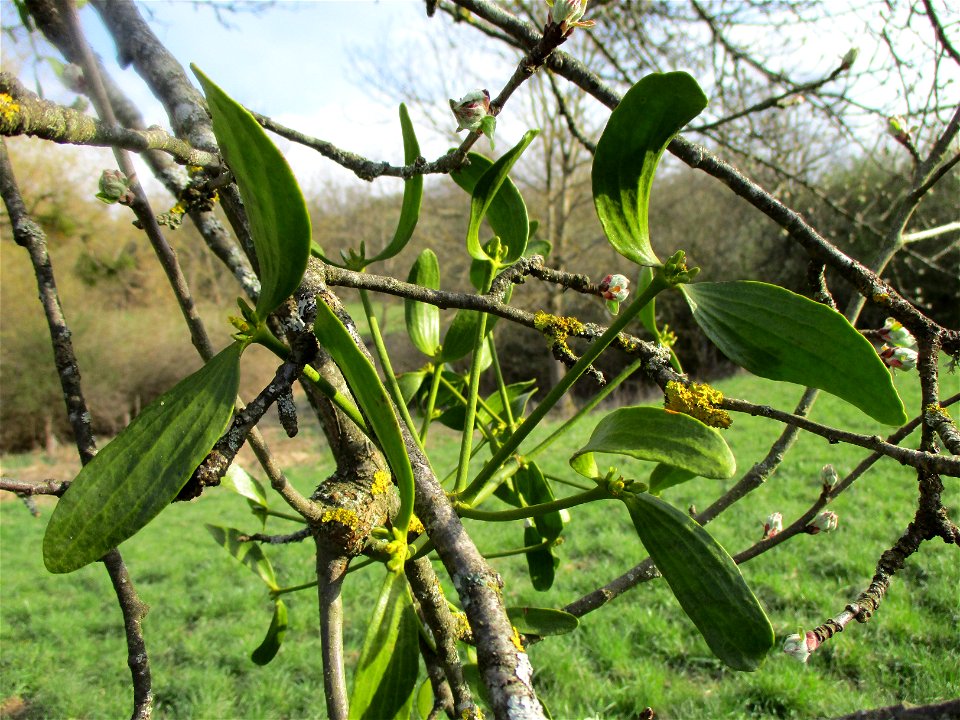 Mistel (Viscum album) an einem Apfelbaum im Naturschutzgebiet „Birzberg, Honigsack/Kappelberghang“