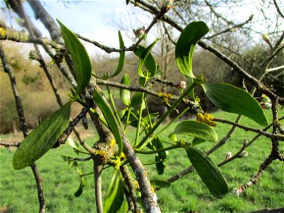 Mistel (Viscum album) an einem Apfelbaum im Naturschutzgebiet „Birzberg, Honigsack/Kappelberghang“