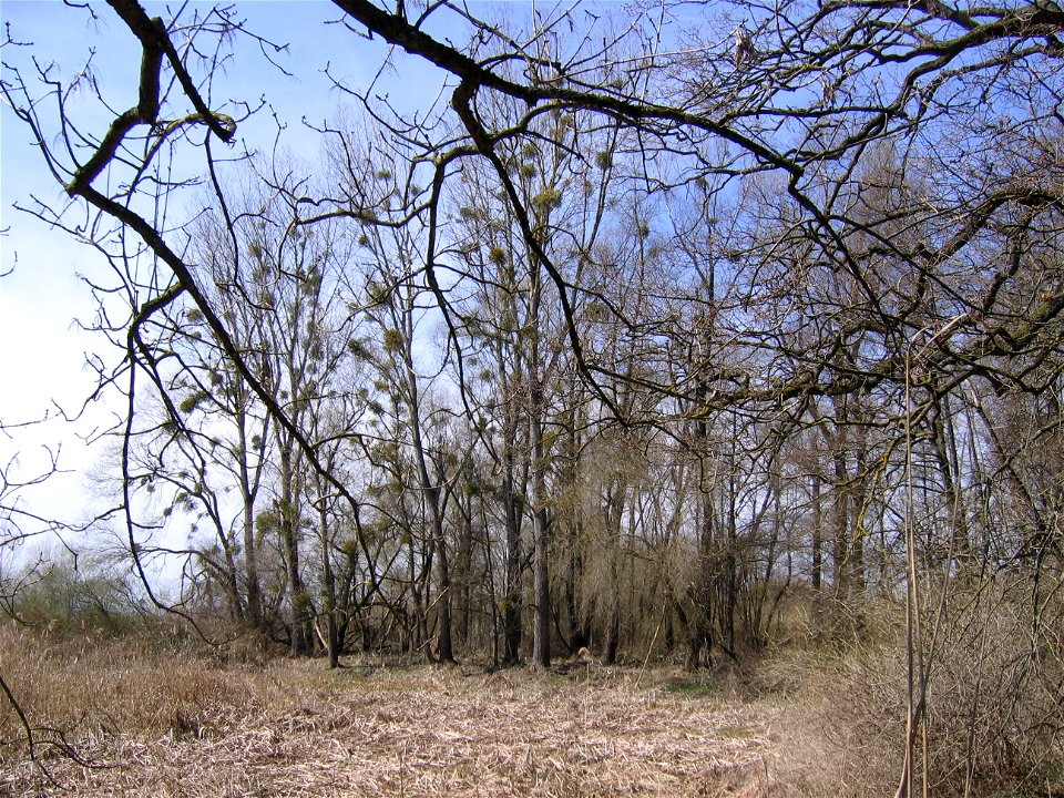 Deutschland - Baden-Württemberg - Bodenseekreis - Eriskirch: Auenwald im Eriskircher Ried