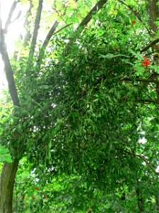 Mistletoe in sorbus.