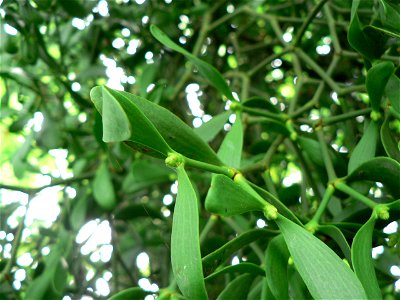 mistletoe in sorbus photo