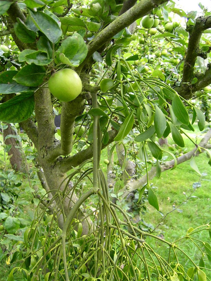 Viscum album
 Mistletoe, growing on an apple tree in Essex, England 

Deutsch: Weißbeerige Mistel