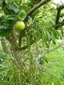 Viscum album Mistletoe, growing on an apple tree in Essex, England Deutsch: Weißbeerige Mistel photo