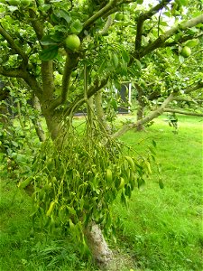 Mistletoe Viscum album in an apple tree in Essex, England photo