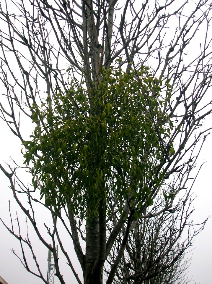Mistletoe (Viscum album) growing on a Rowan Tree in Kilwinning, North Ayrshire, Scotland